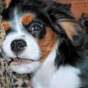 Photo de Cavalier king charles spaniel