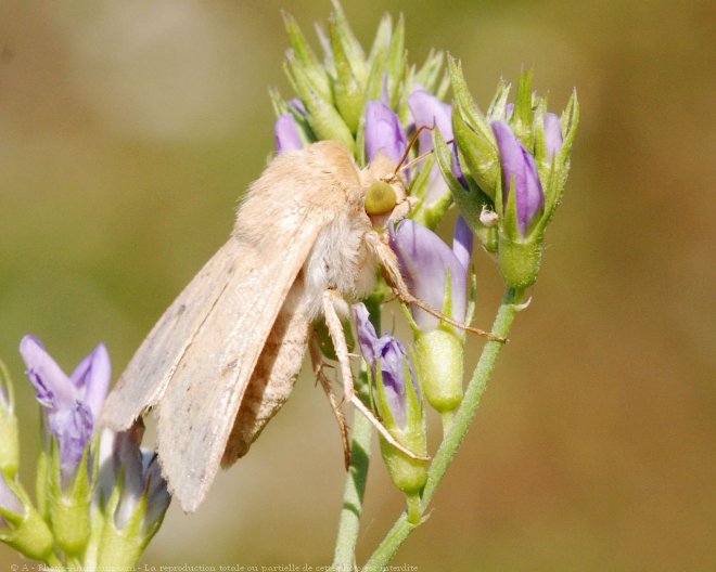 Photo de Papillon