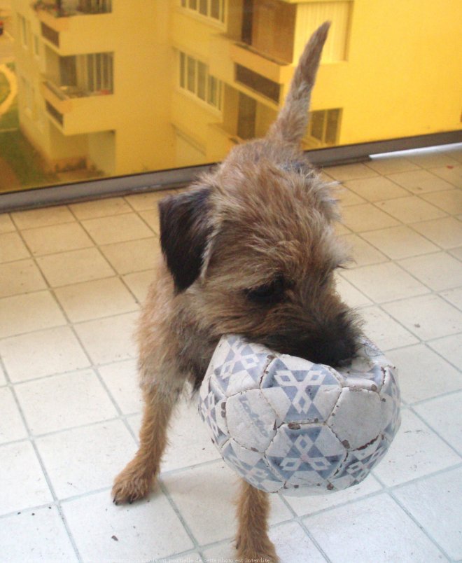 Photo de Border terrier