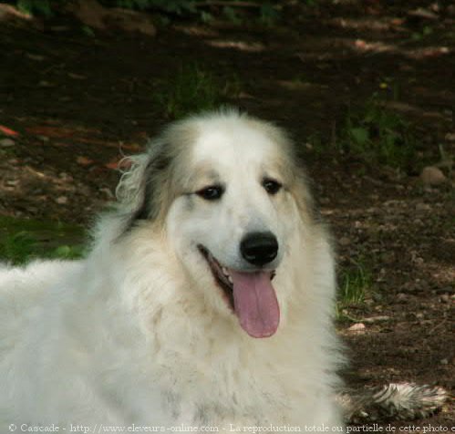 Photo de Chien de montagne des pyrnes