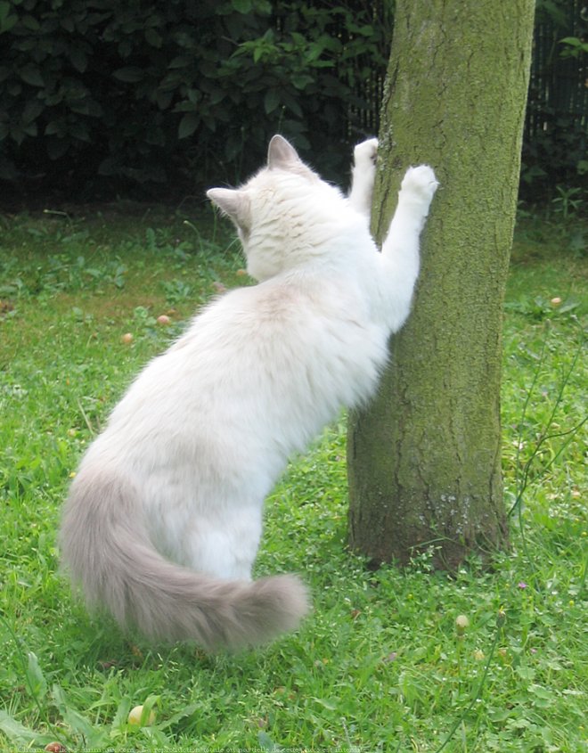 Photo de Ragdoll