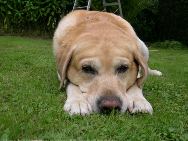 Photo de Labrador retriever