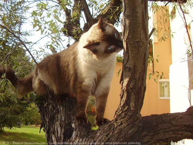 Photo de Ragdoll