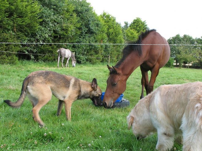 Photo de Berger belge malinois