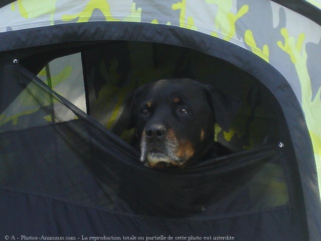 Photo de Rottweiler