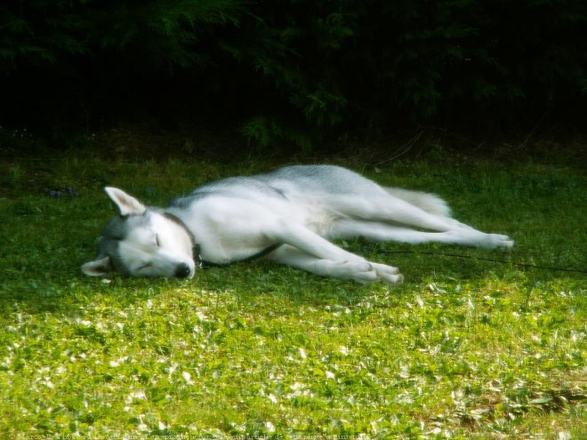 Photo de Husky siberien