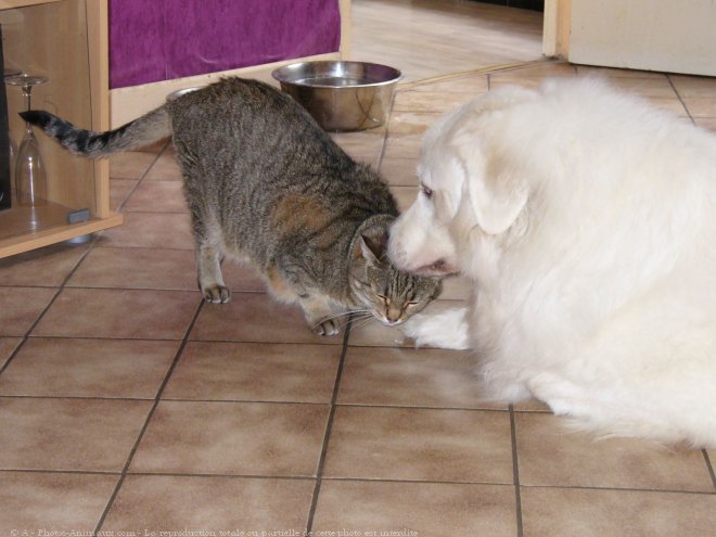 Photo de Chien de montagne des pyrnes