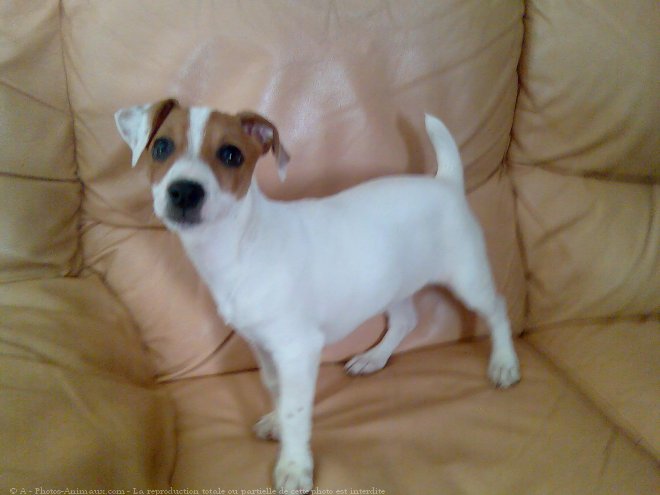 Photo de Jack russell terrier