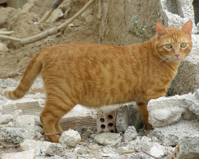 Photo de Chat domestique