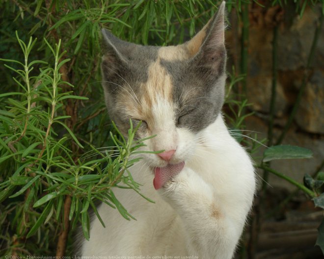 Photo de Chat domestique