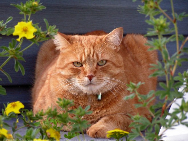 Photo de Chat domestique