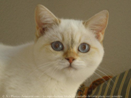 Photo de British shorthair