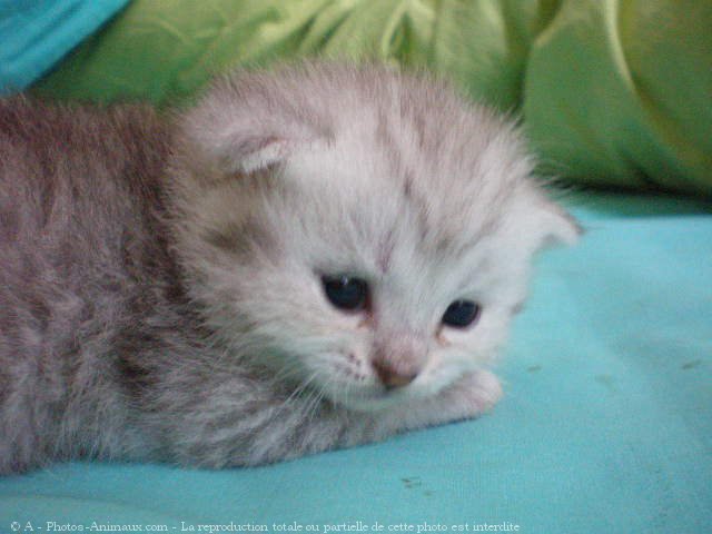 Photo de British shorthair