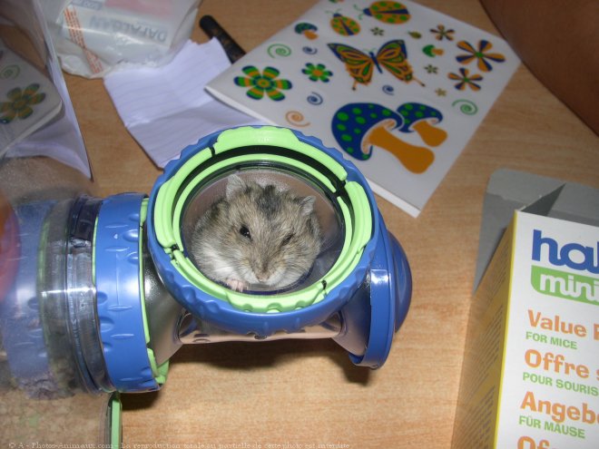 Photo de Hamster