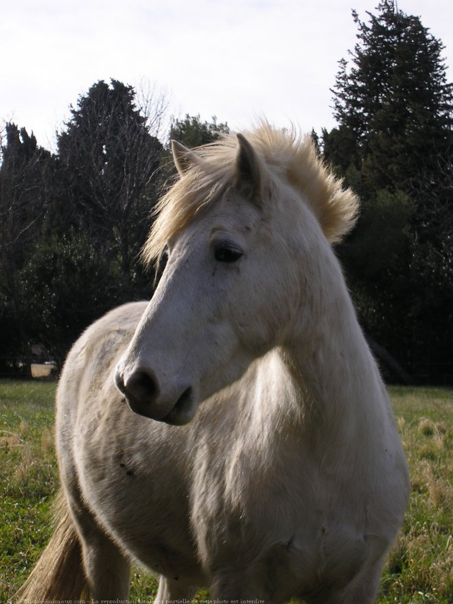 Photo de Camargue