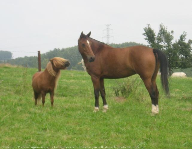 Photo de Races diffrentes