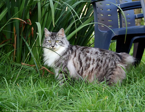 Photo de Kurilian bobtail poil long