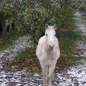 Photo de Camargue