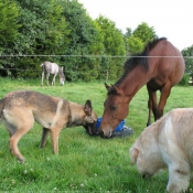 Photo de Berger belge malinois