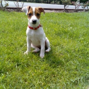 Photo de Jack russell terrier