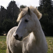 Photo de Camargue