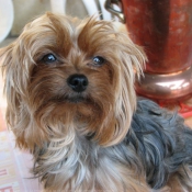 Photo de Yorkshire terrier