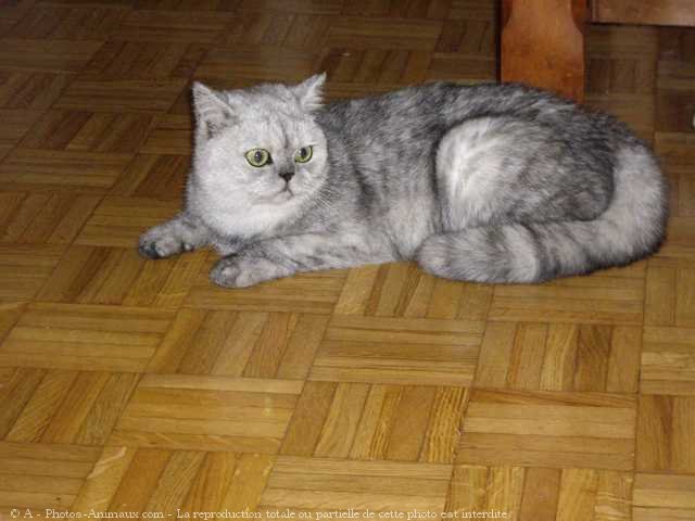 Photo de British shorthair