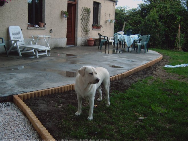 Photo de Labrador retriever