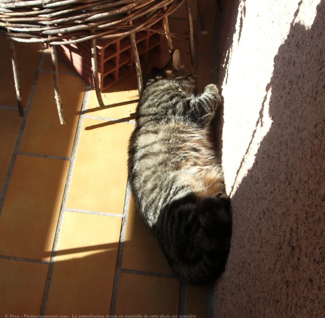 Photo de Chat domestique