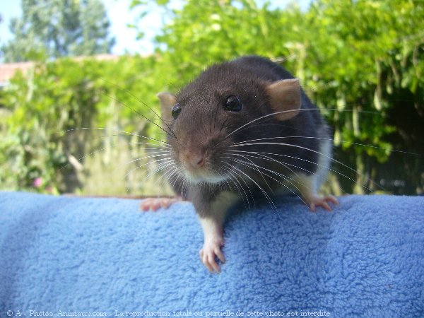 Photo de Rat