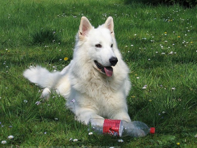 Photo de Berger blanc suisse