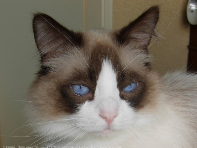 Photo de Ragdoll