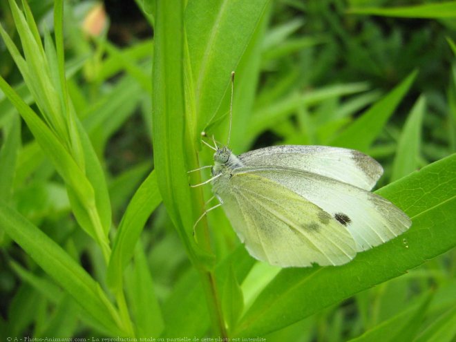 Photo de Papillon