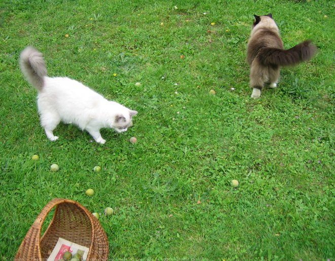 Photo de Ragdoll