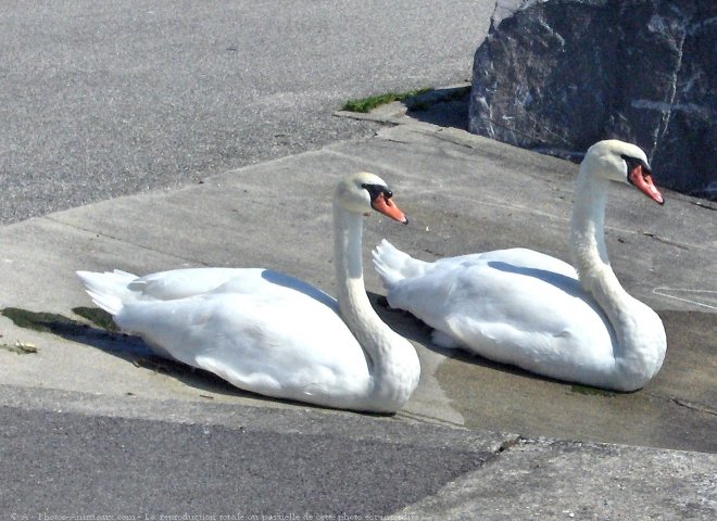 Photo de Cygne