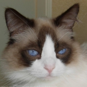 Photo de Ragdoll