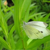 Photo de Papillon