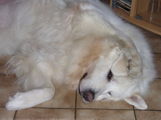 Photo de Chien de montagne des pyrnes