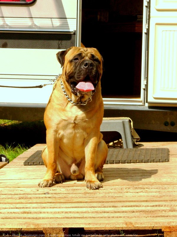 Photo de Bullmastiff