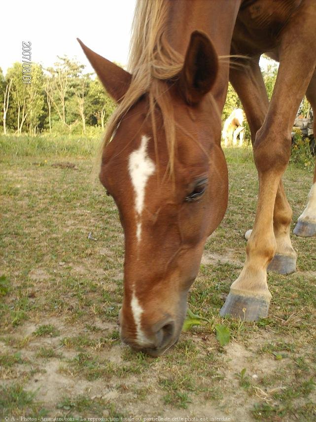 Photo de Poney franais de selle