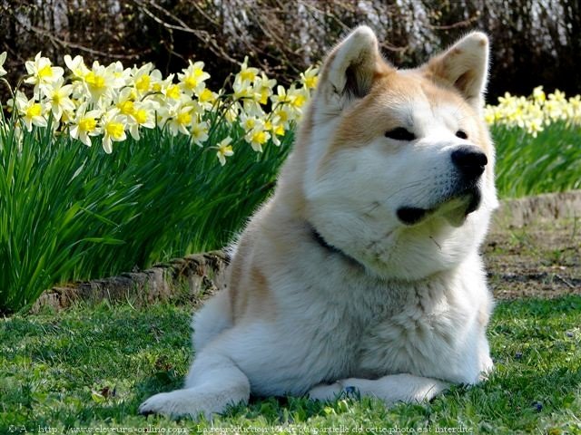 Photo d'Akita inu