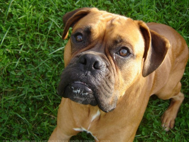 Photo de Boxer