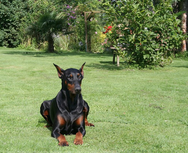 Photo de Dobermann