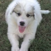 Photo de Chien de montagne des pyrnes