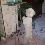 Photo de Caniche moyen