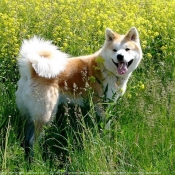 Photo d'Akita inu