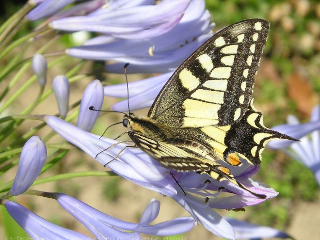 Photo de Papillon - flamb