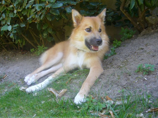 Photo de Chien de berger islandais