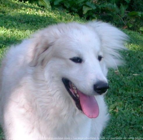 Photo de Chien de montagne des pyrnes