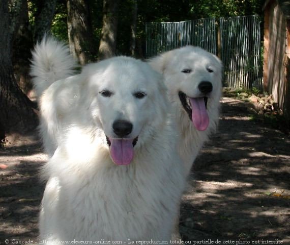 Photo de Chien de montagne des pyrnes